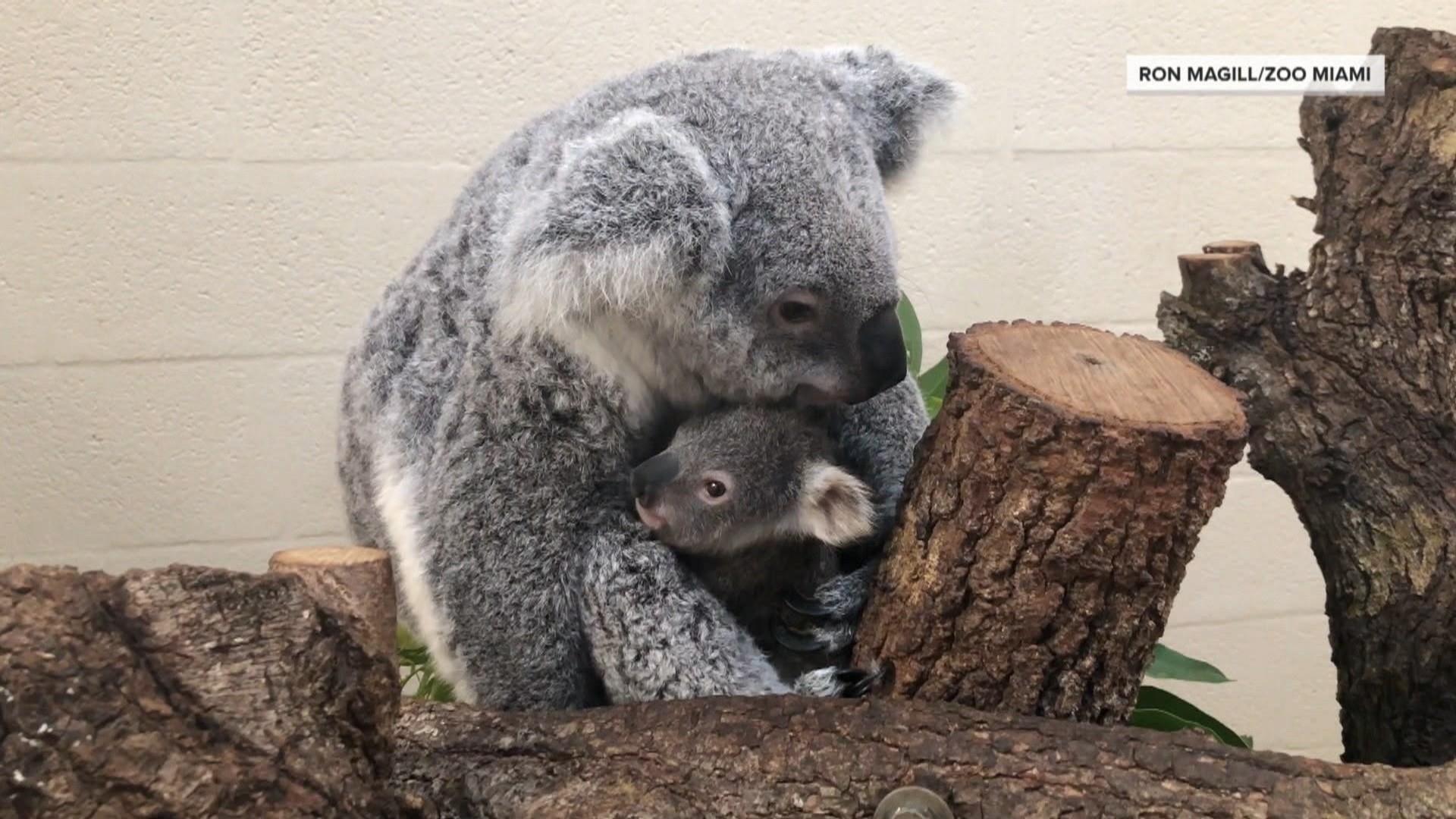 Colette Koala Haggerty