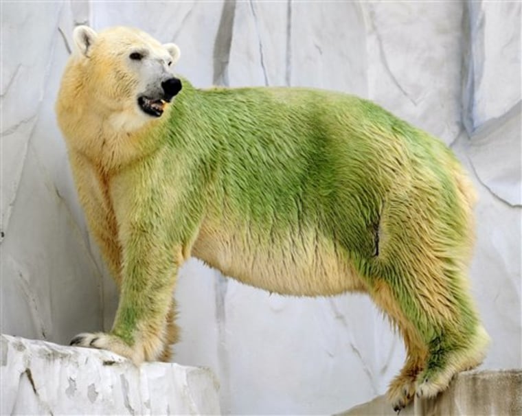 Green bear permit services sucks