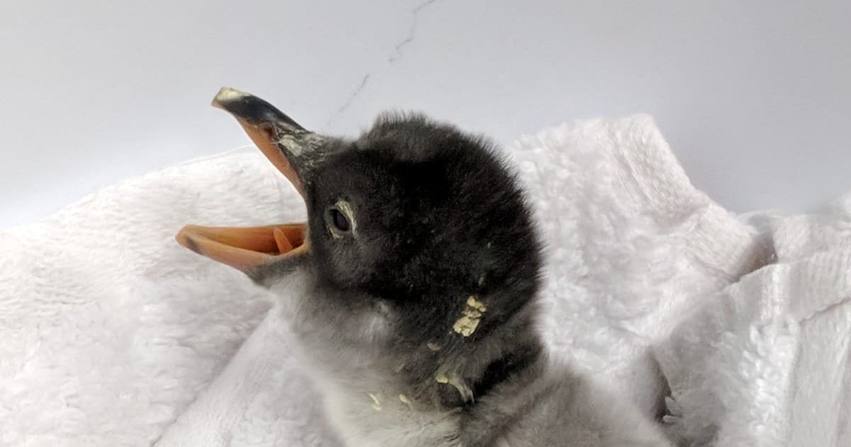 Sydney S Same Sex Penguins Become Parents