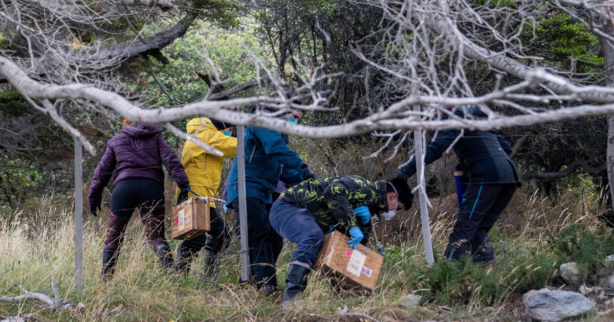Argentines hunting for source of hantavirus outbreak trap rats in southernmost city - NBC News thumbnail