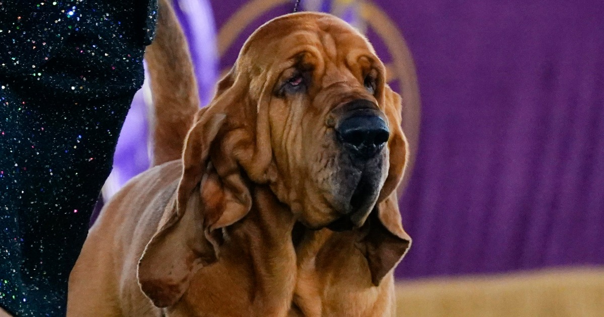 Sound off! Trumpet is first bloodhound to win Westminster show