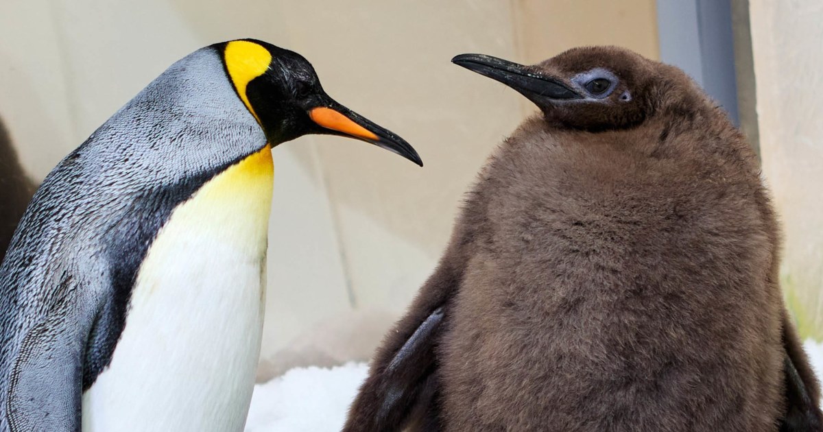 Giant Baby Penguin Named Pesto Goes Viral