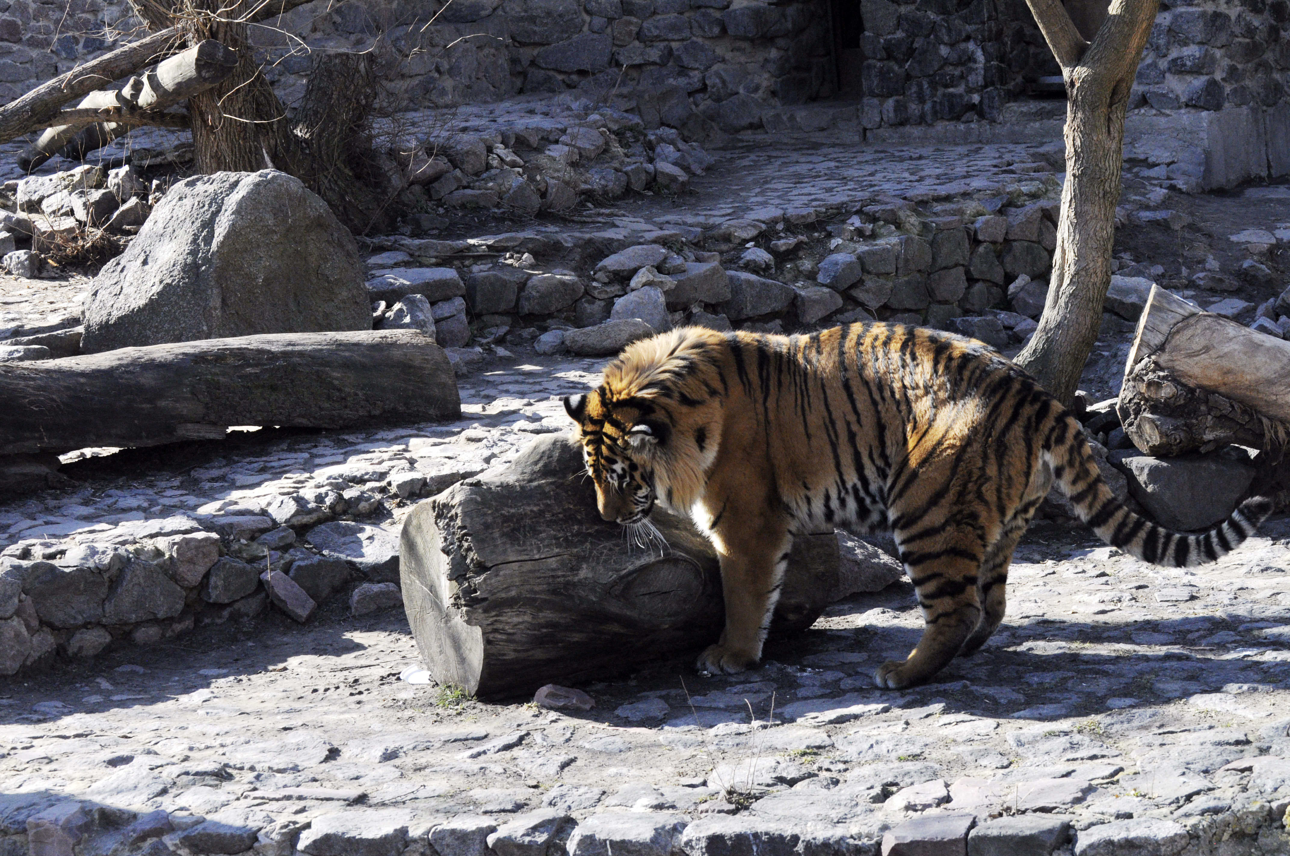 Shocking number of animals dying at Kiev Zoo