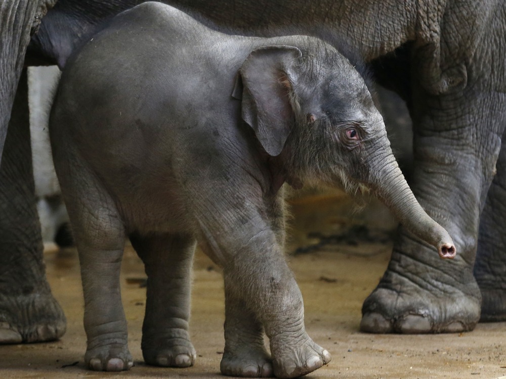 Bear elephants. Слон с детенышем. Детеныш слона новорожденный. 18 Животные.