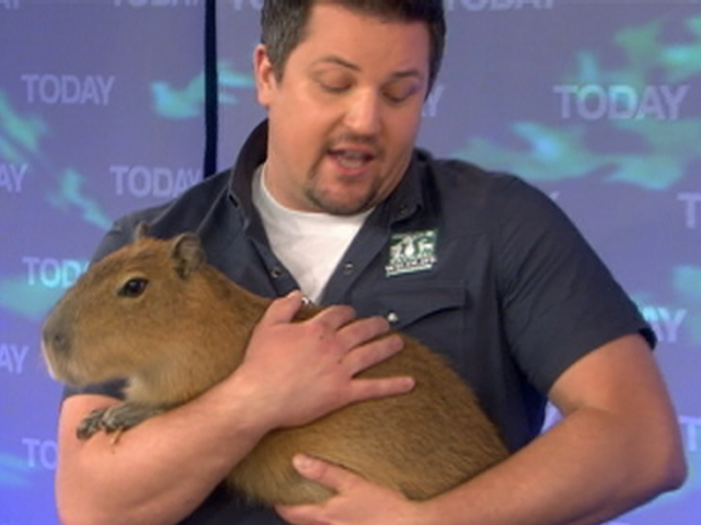 Drawing of capybara