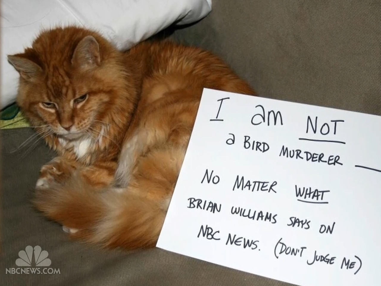 The cat is not. The cat is not