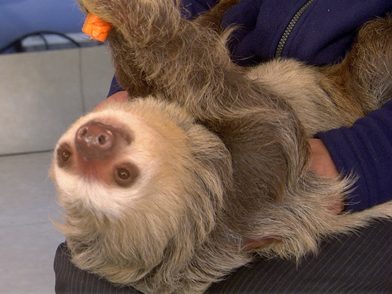 sloth with human teeth