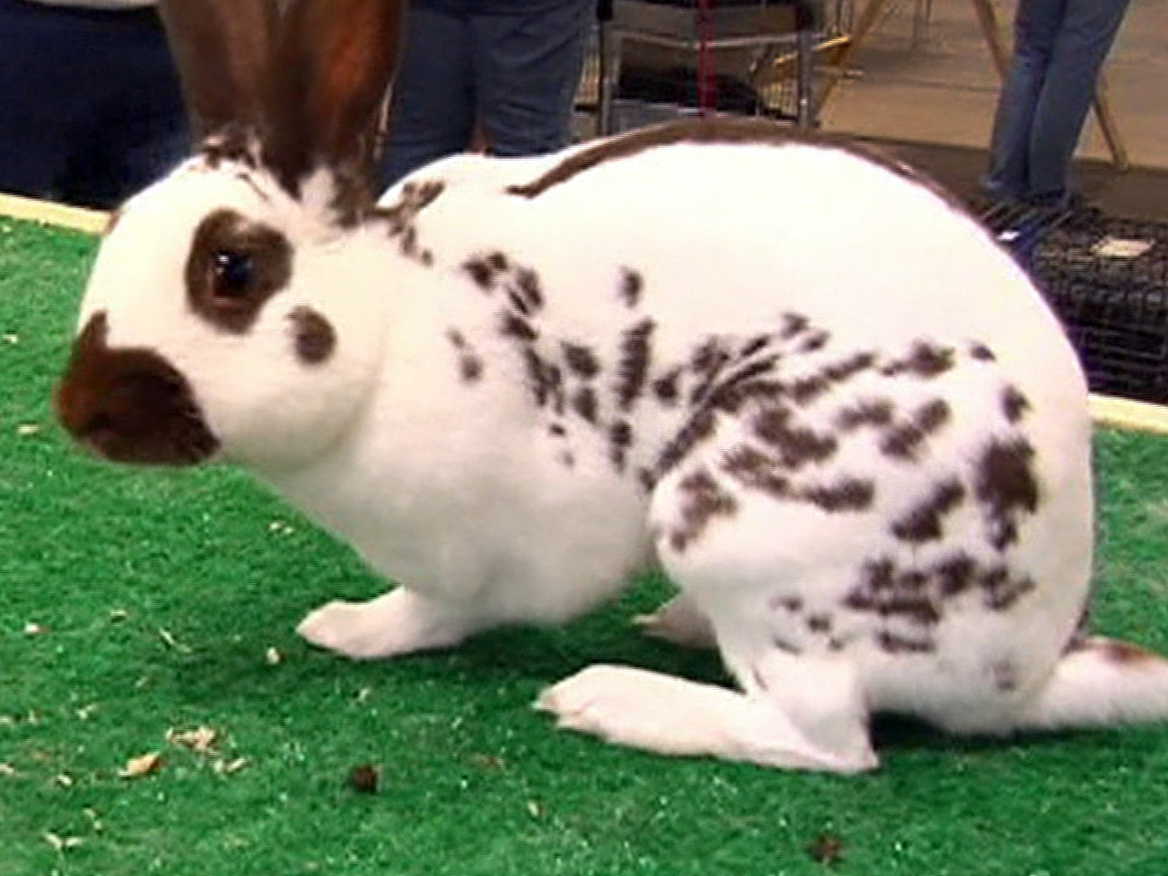 Kentucky hops with 2013 Rabbit Show