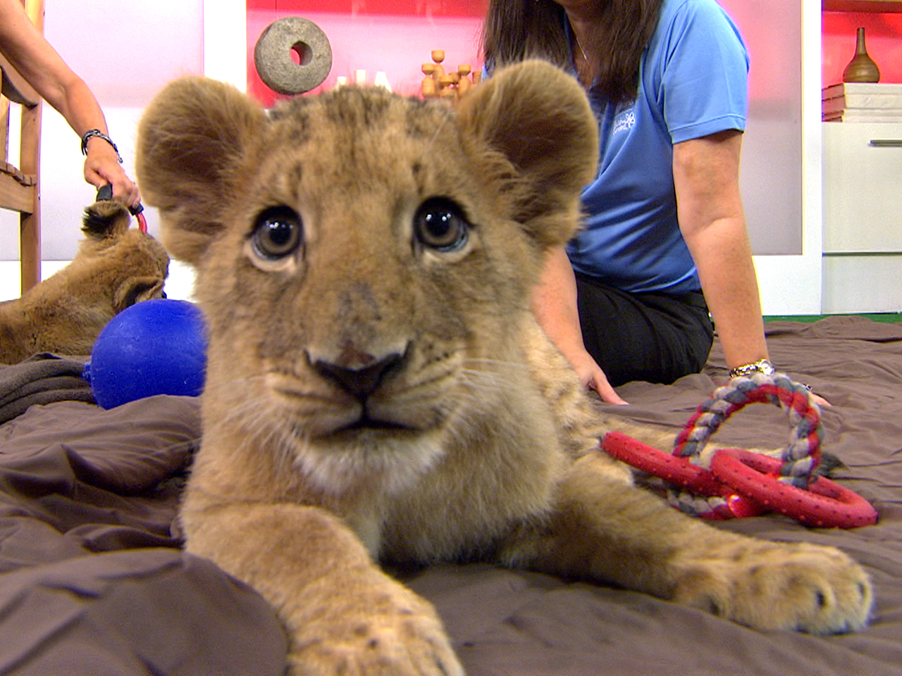 Animal frenzy! Lion cubs, penguins visit Studio 1A