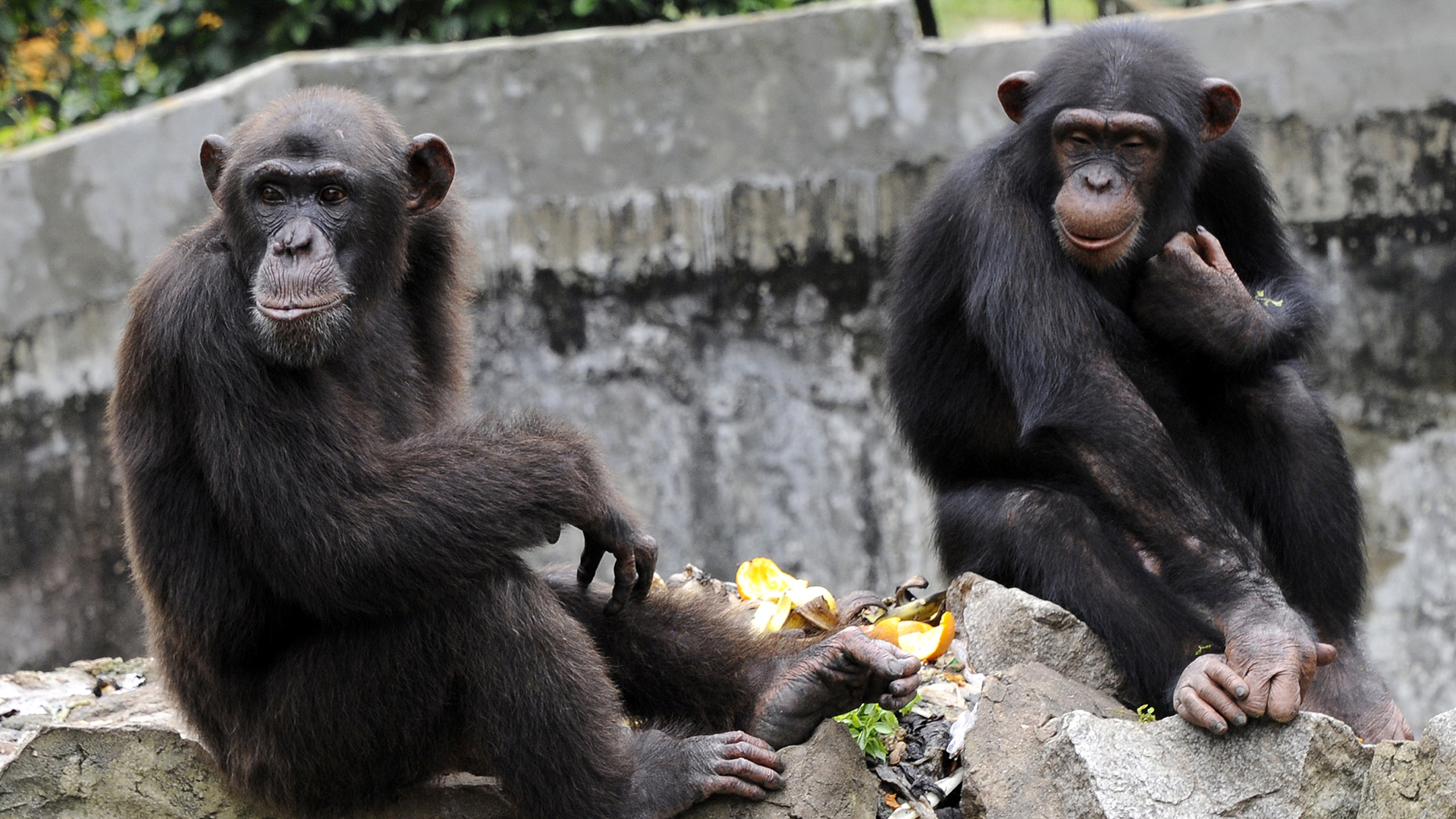 Карликовый шимпанзе 6. Черномордый шимпанзе (Pan Troglodytes Troglodytes.