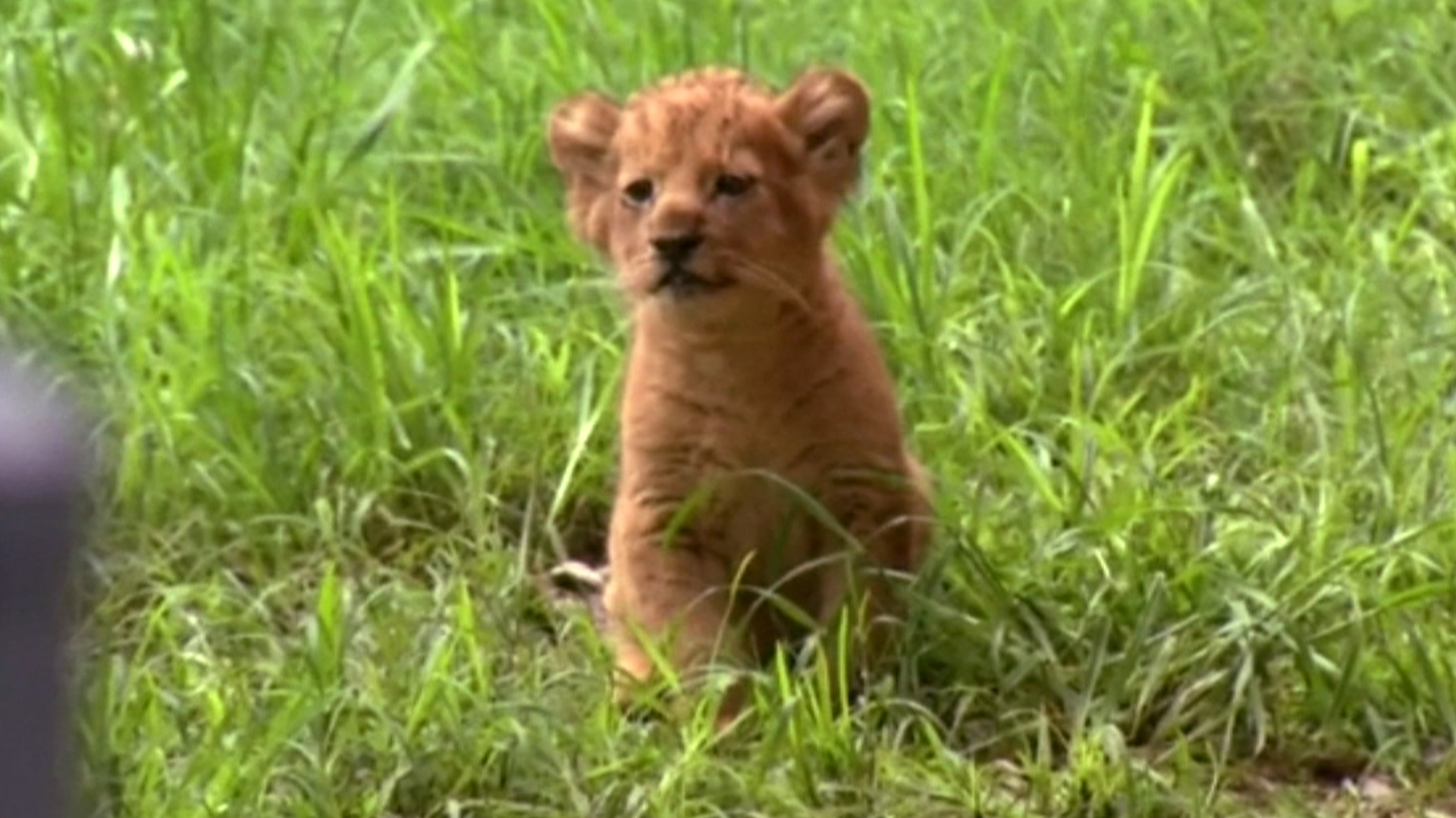 Toledo Zoo Welcomes Two Adorable Tiger Cubs After 9 Years