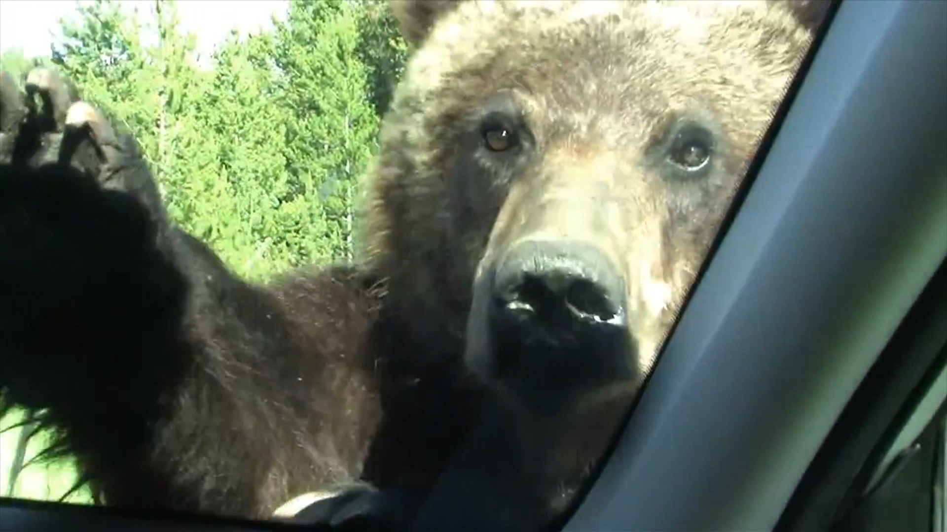 Grizzly bear climbs onto car at Yellowstone family freaks