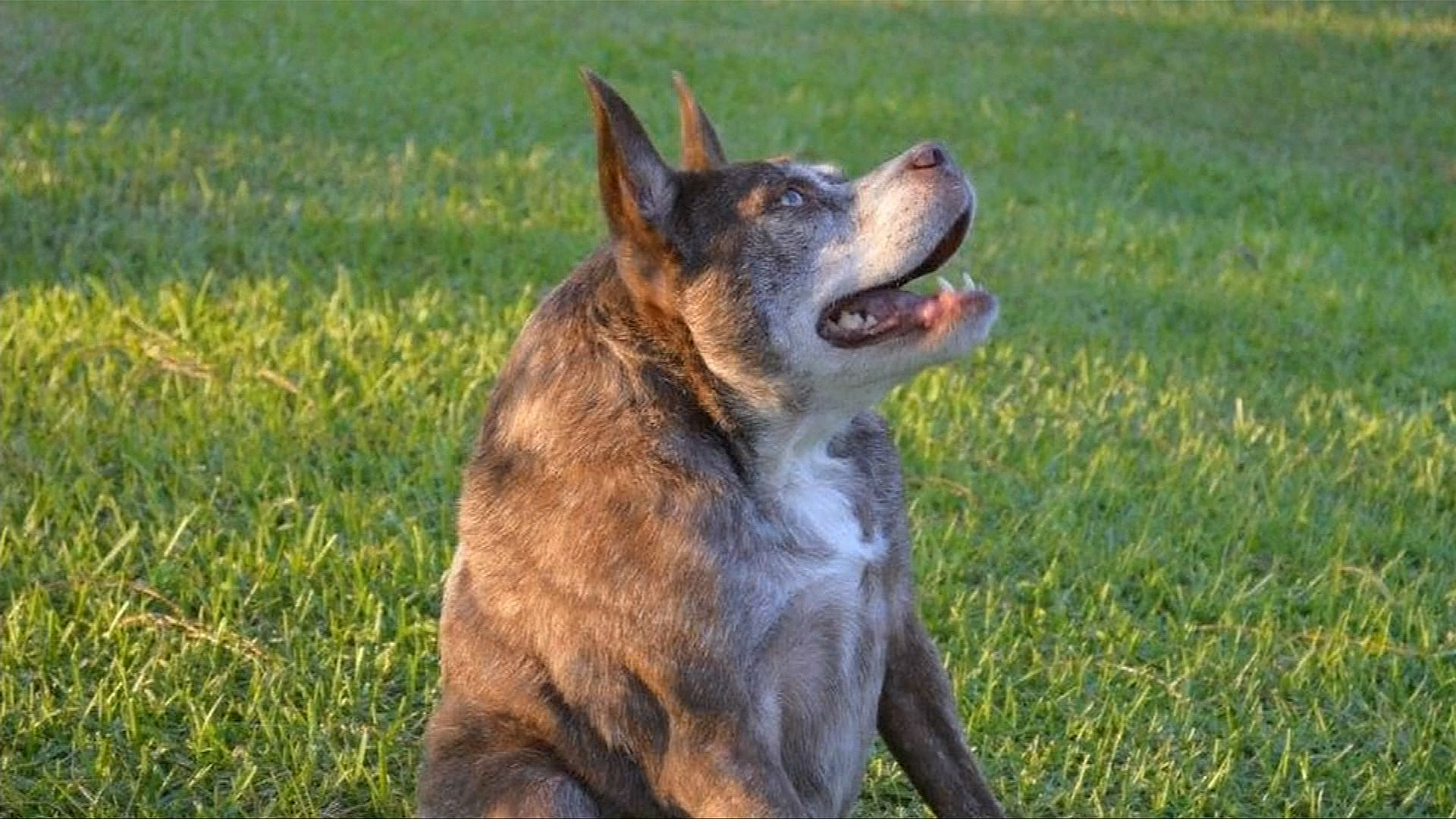 Как выглядит сутулая собака Hunchbacked mutt wins Ugliest Dog competition