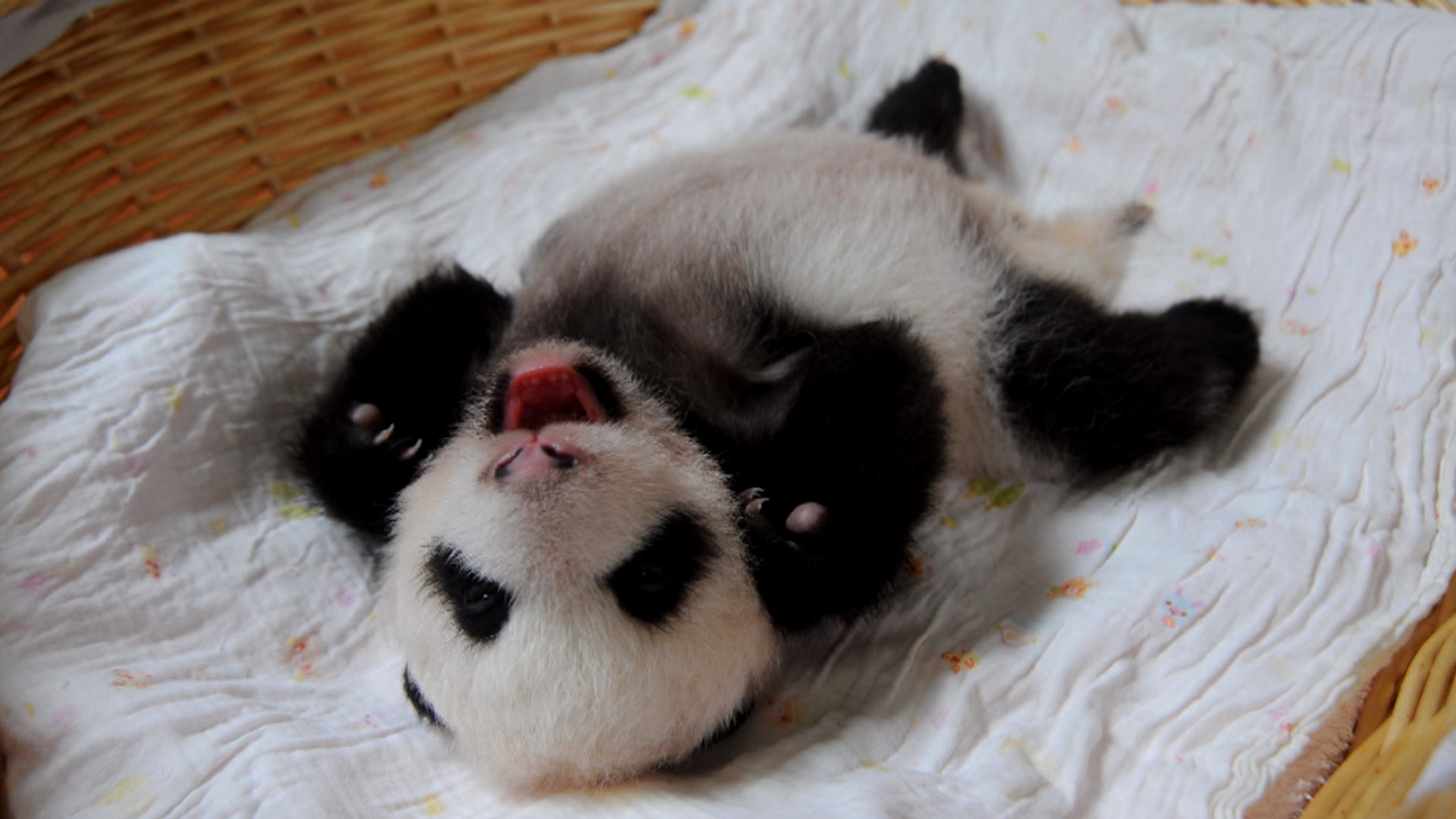baby pandas sleeping in crib