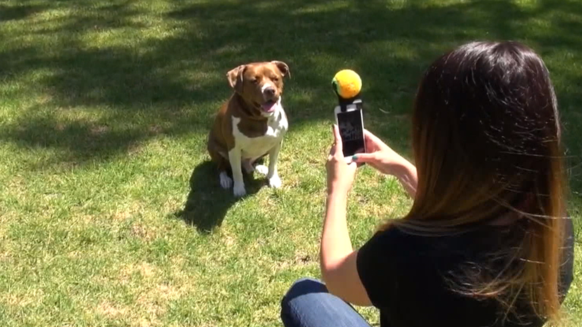 Tennis ball best sale dog selfie