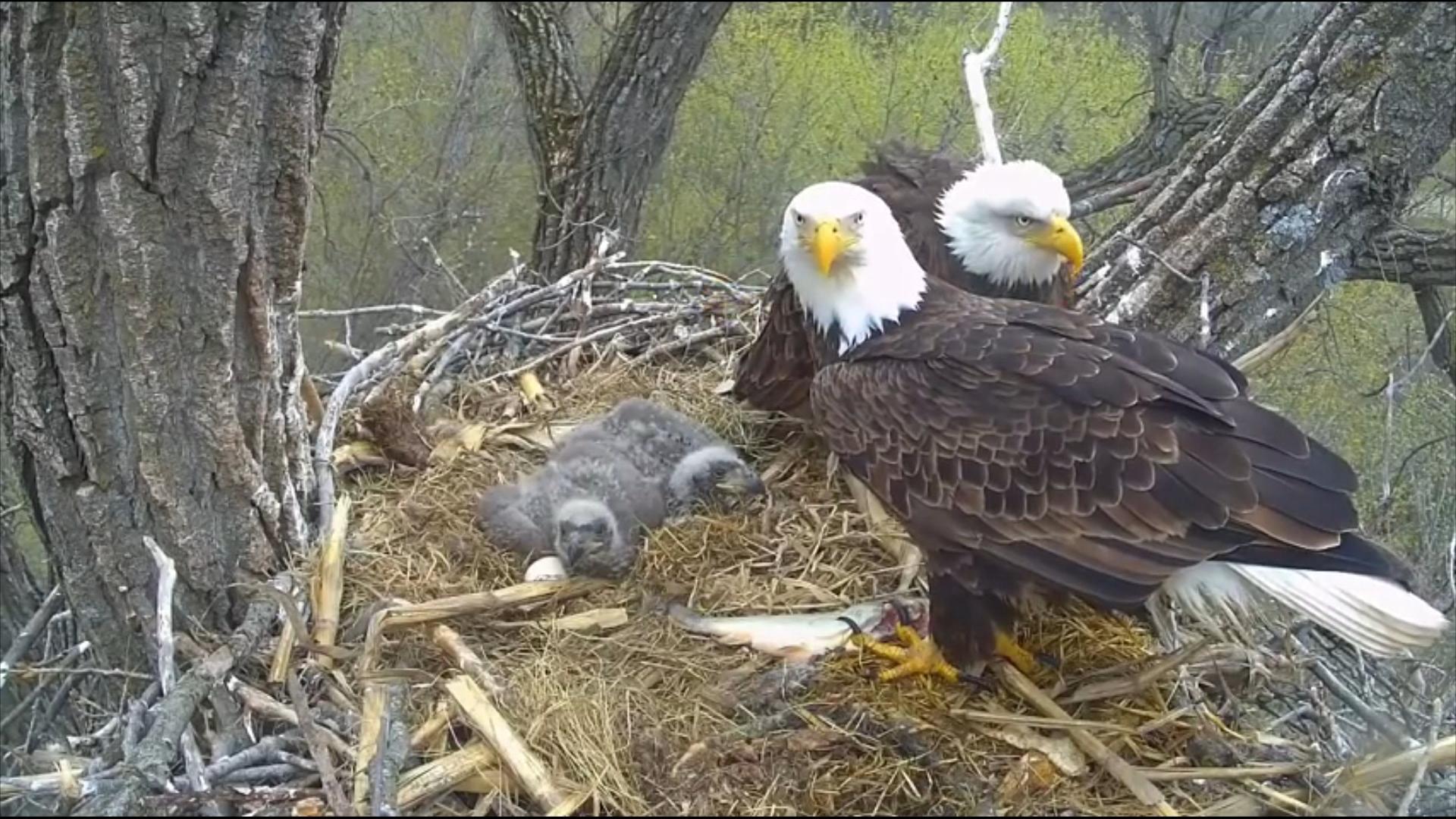 Redding eagles live nest webcam