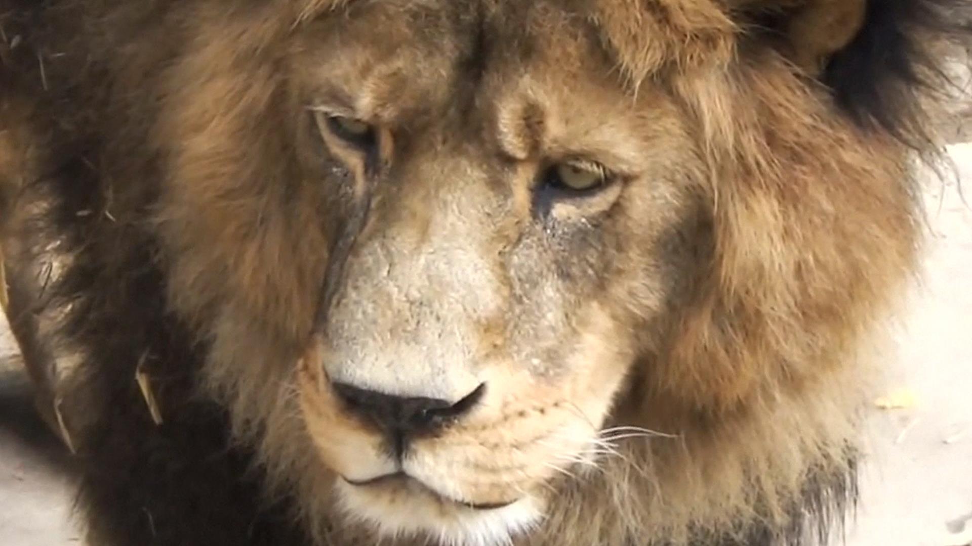 6 августа лев. Через Льва. 狮子头 львиные головы. Lion inside. A man who is a Lion's fodder