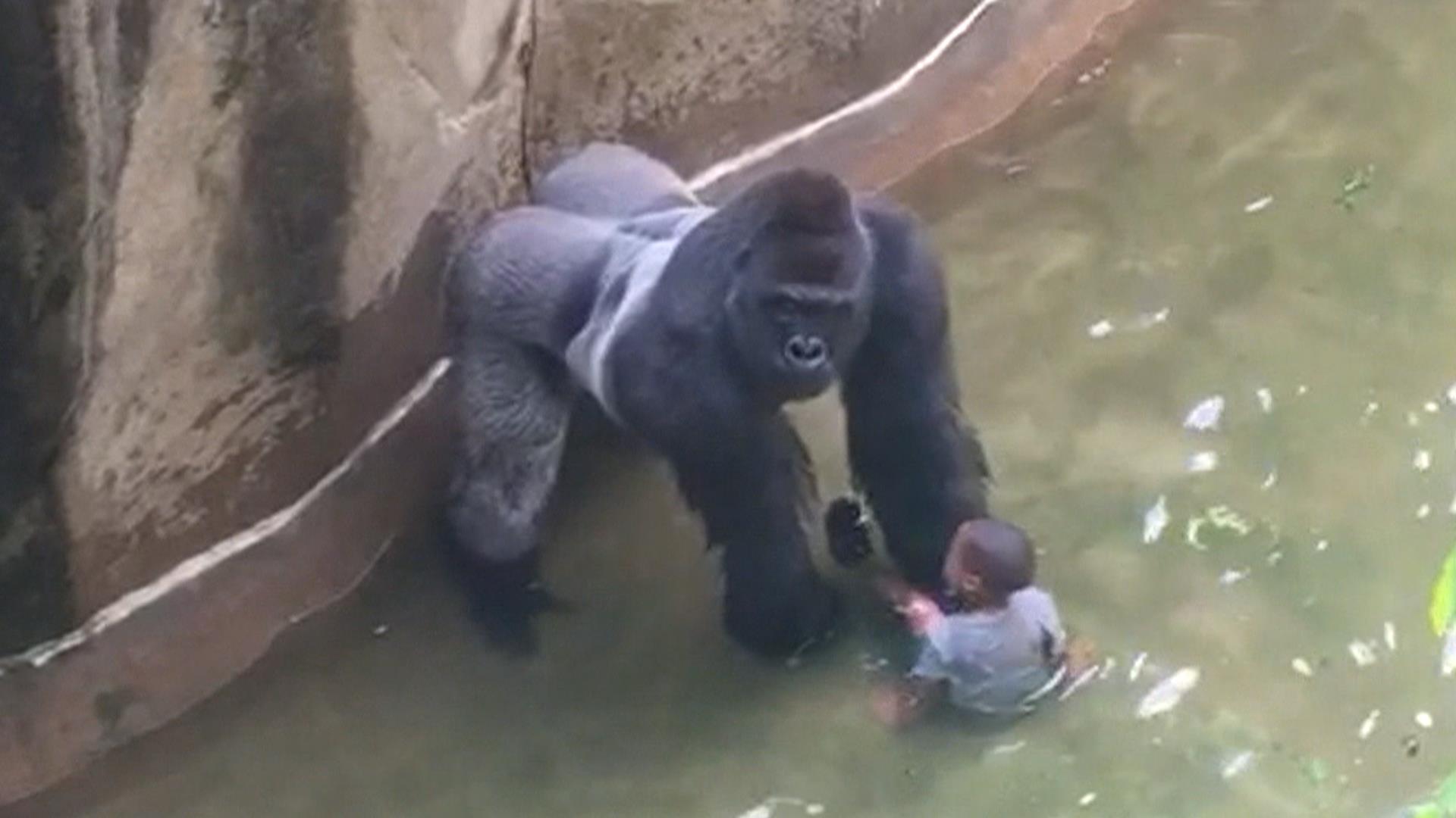 Тетя горилла если хотите стать сильными детки. Горилла Харамбе. Горилла Харамбе убитой в зоопарке. Цинциннати зоопарк горилла. Обезьяна в зоопарке.