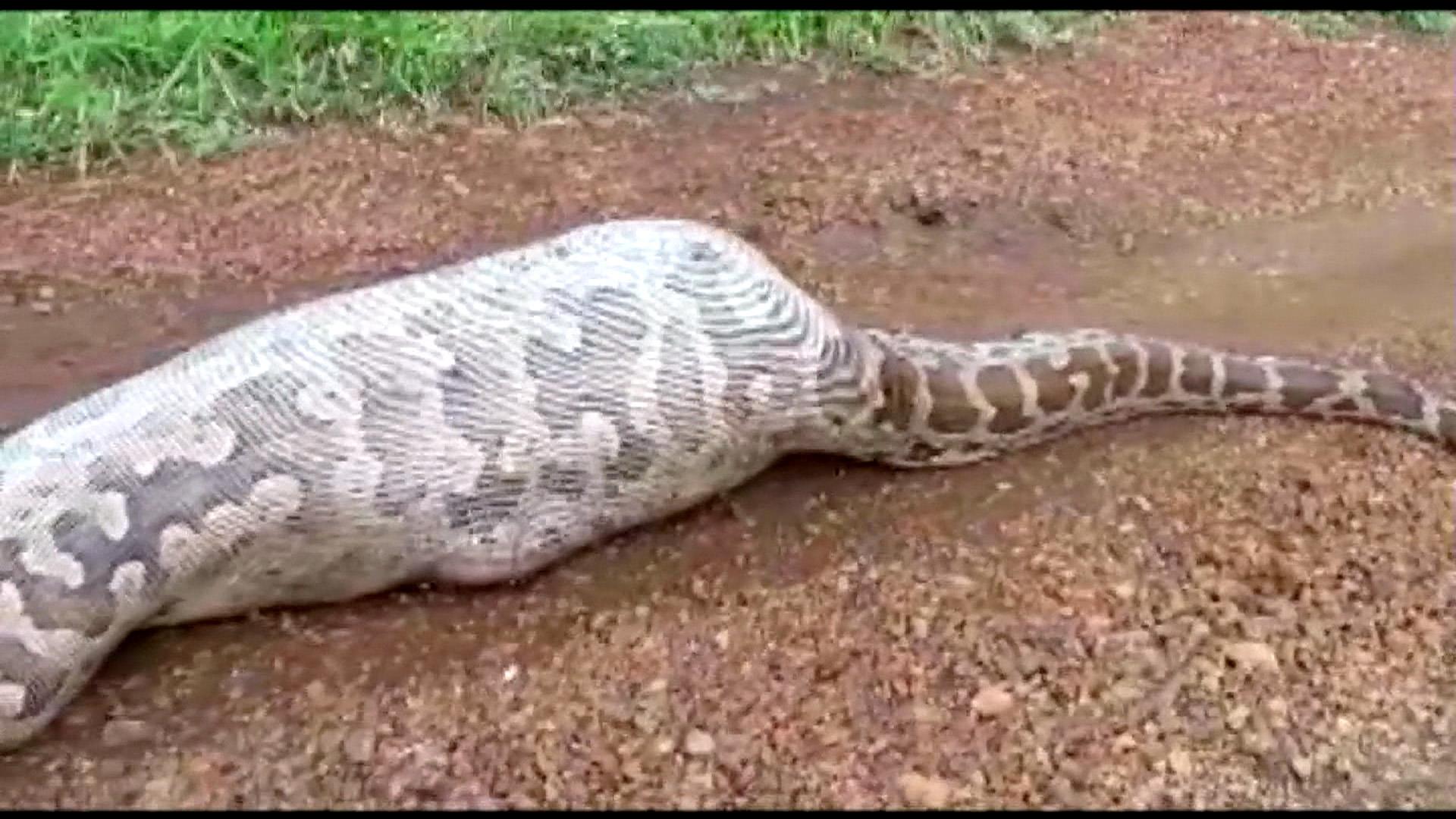 Удав на английском