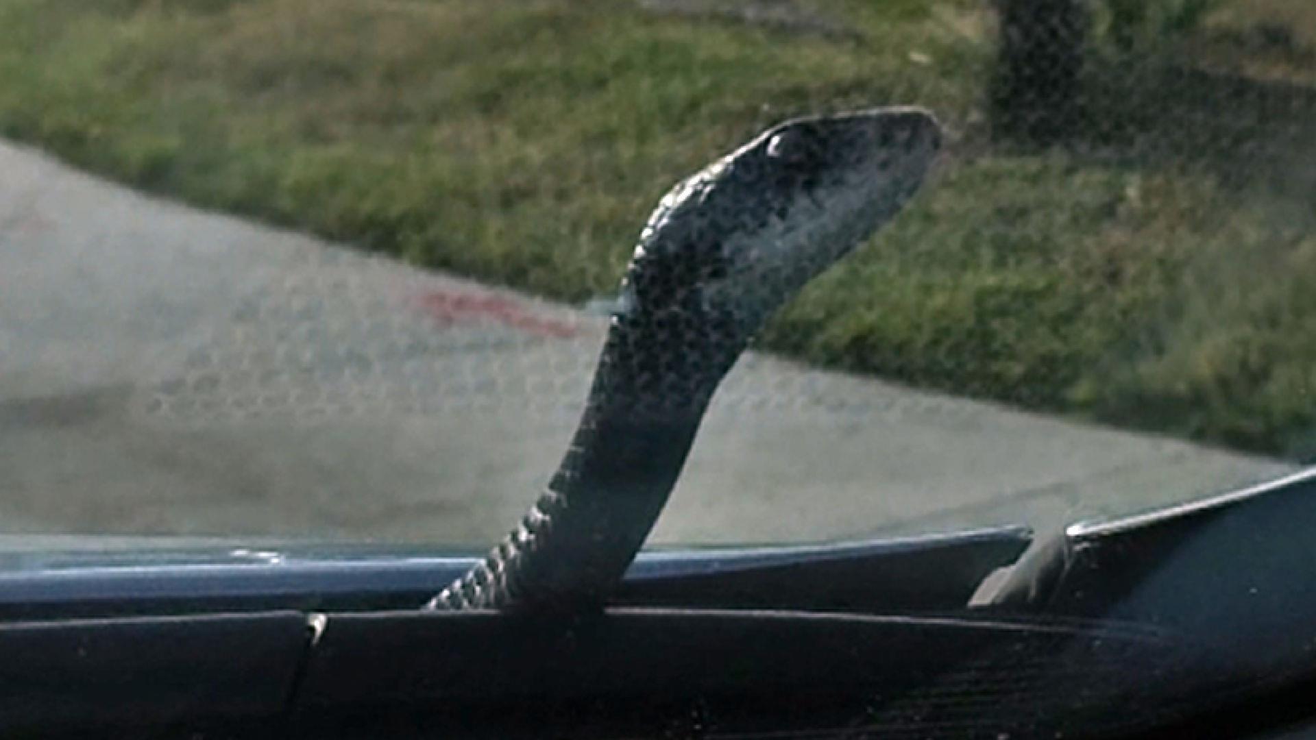 Snake car. Back Window car Snake.