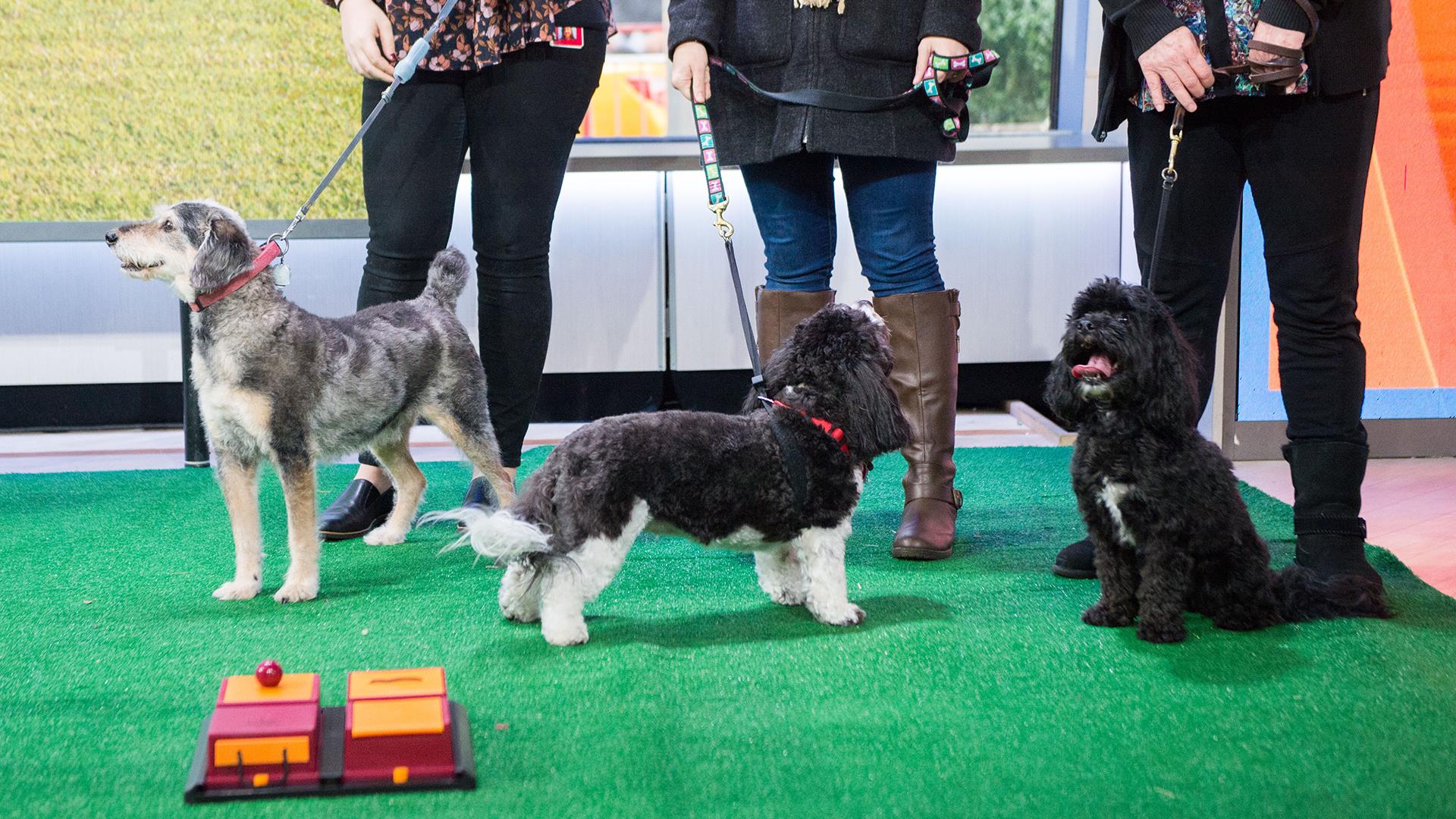 https://media-cldnry.s-nbcnews.com/image/upload/MSNBC/Components/Video/201701/tdy_lauer_dogs_170112.jpg