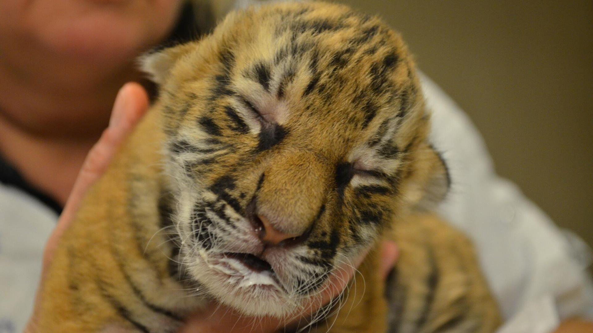 These newborn Malayan tiger cubs are the cutest thing you'll see today