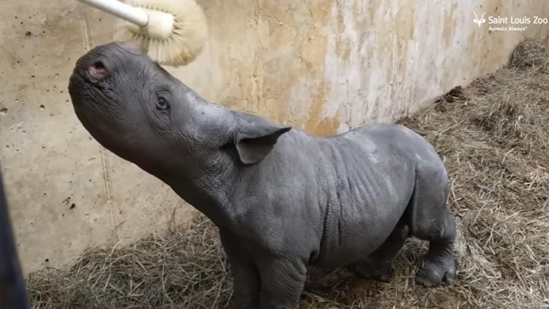 Сколько детенышей носорога родилось в 2001 году. Гигантский носорог. Хвост носорога. Носорог маленький родился. Самый большой носорог в мире.