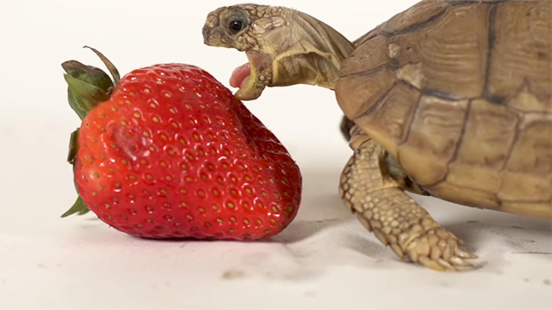 turtle eating strawberry