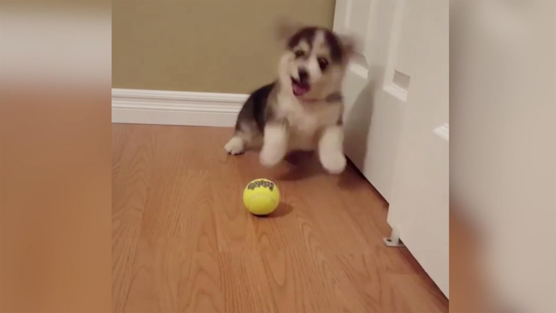 Corgi outlet tennis ball