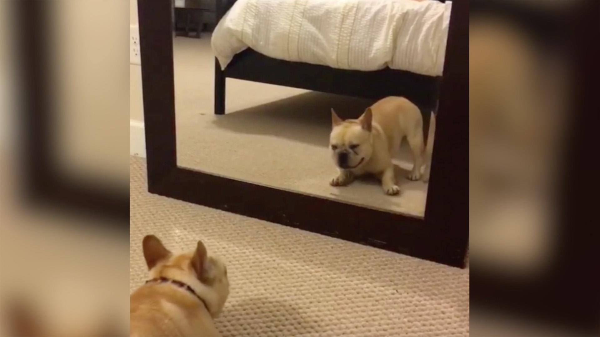 Why Is My Dog Scared Of Mirrors?