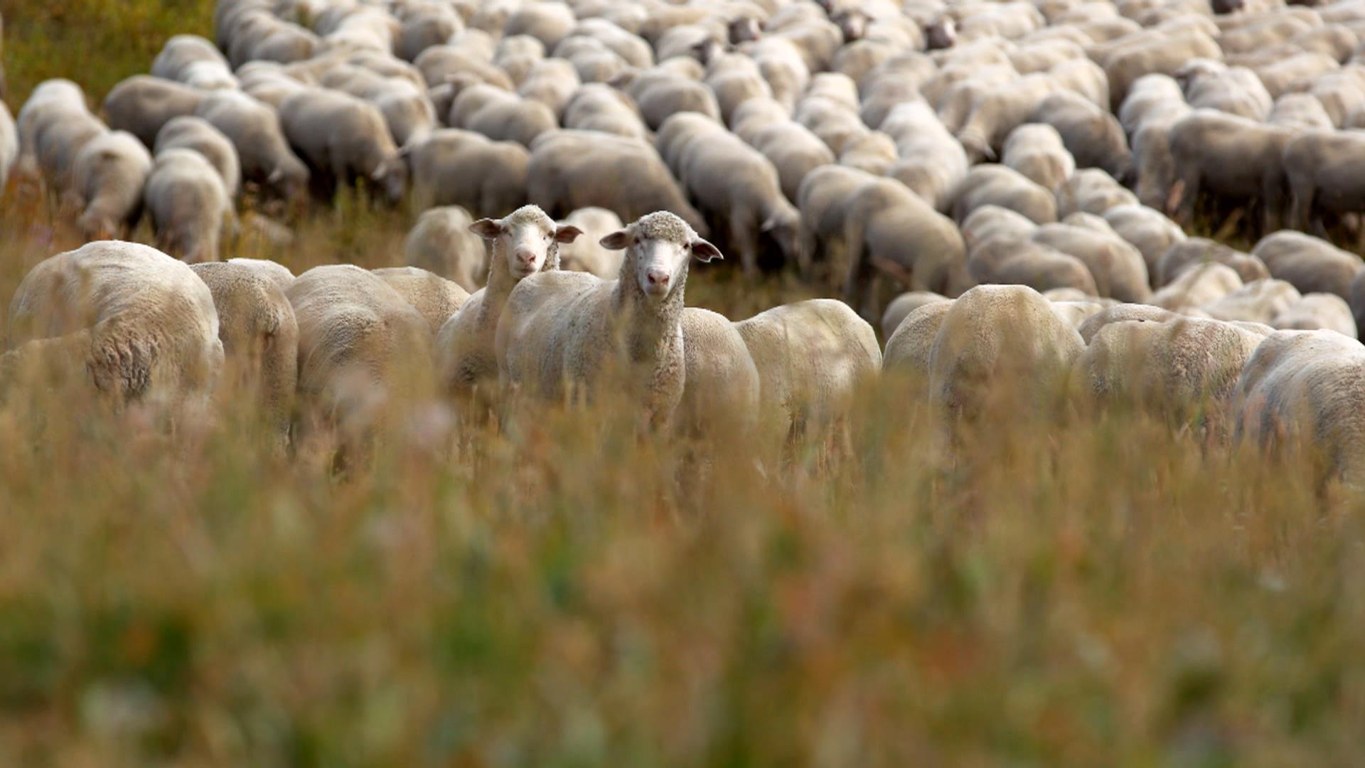 The sheep in the field. Happy sheep. wooly the sheep amanda. sheep in suits.
