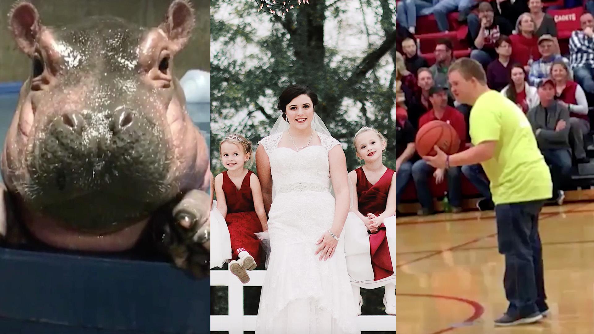 Our favorite videos of the week a baby sitter s wedding Fiona the hippo s birthday and a high school student s incredible trick shot