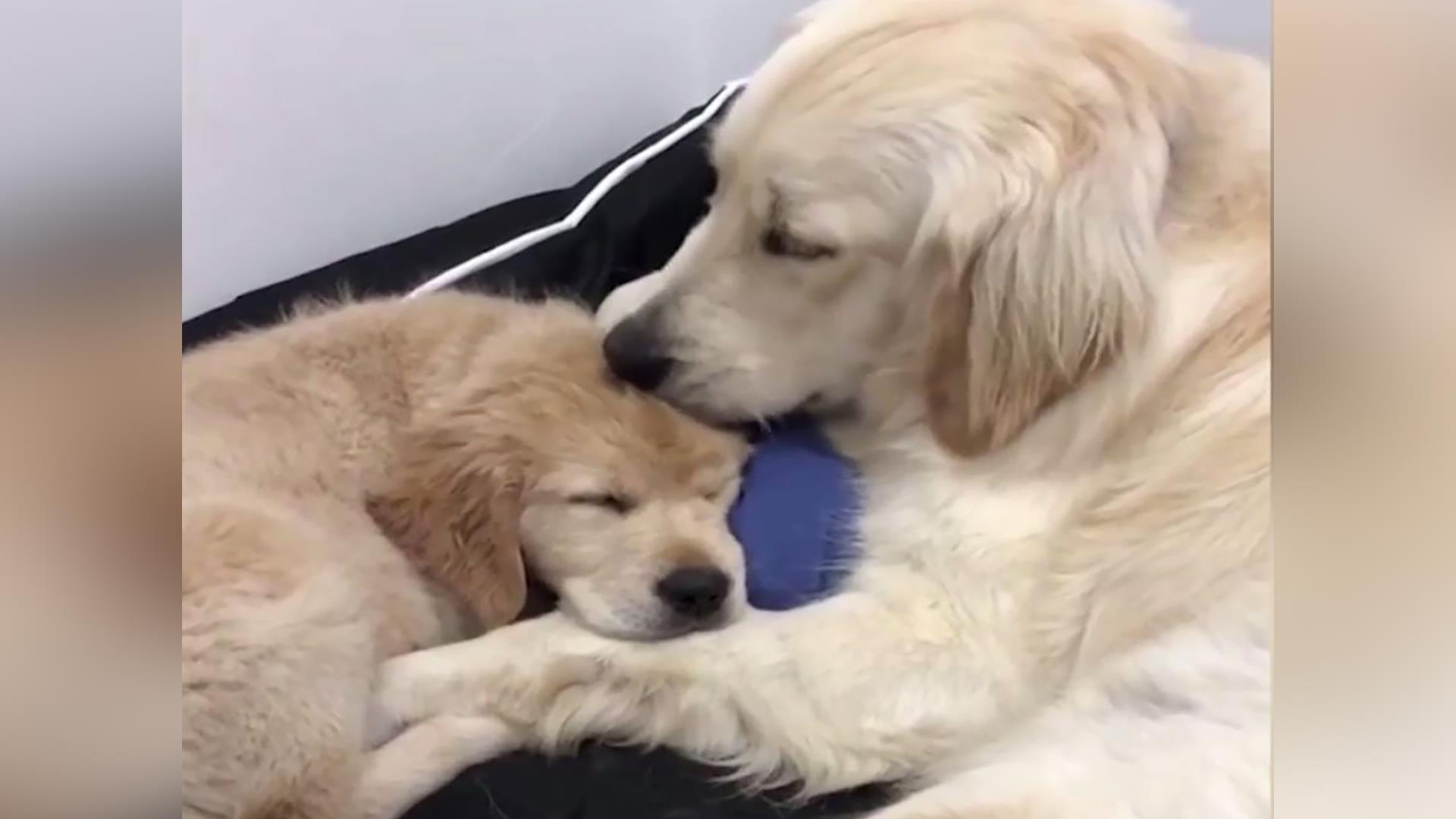 Golden Retriever Porn