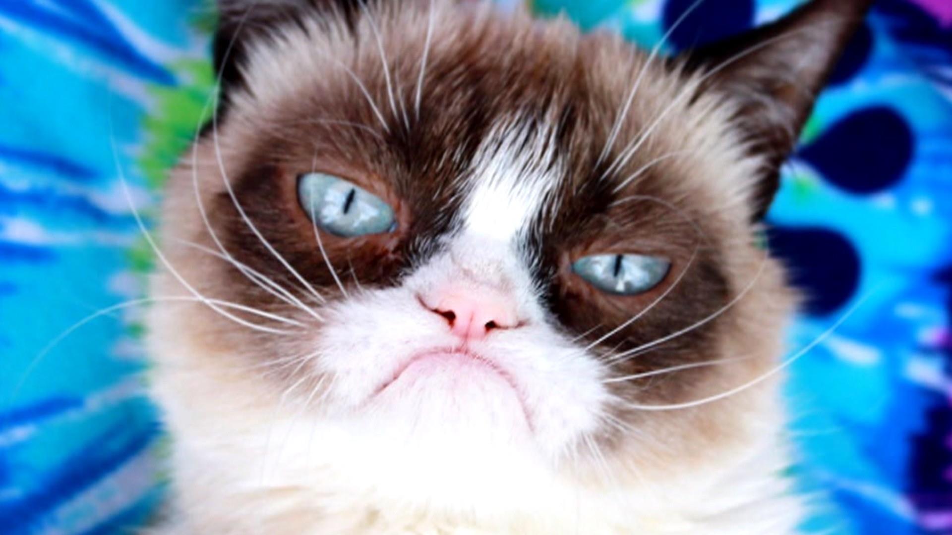 About  Grumpy Cat®