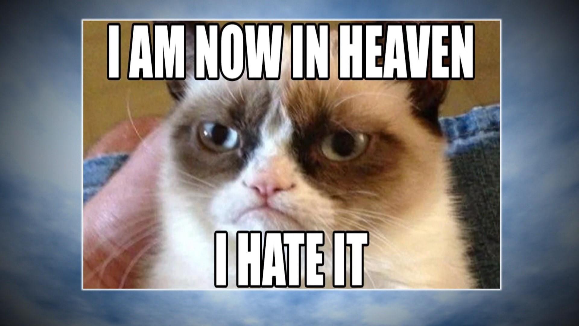 Grumpy Cat Pictures With Captions, grumpy cat, tech support