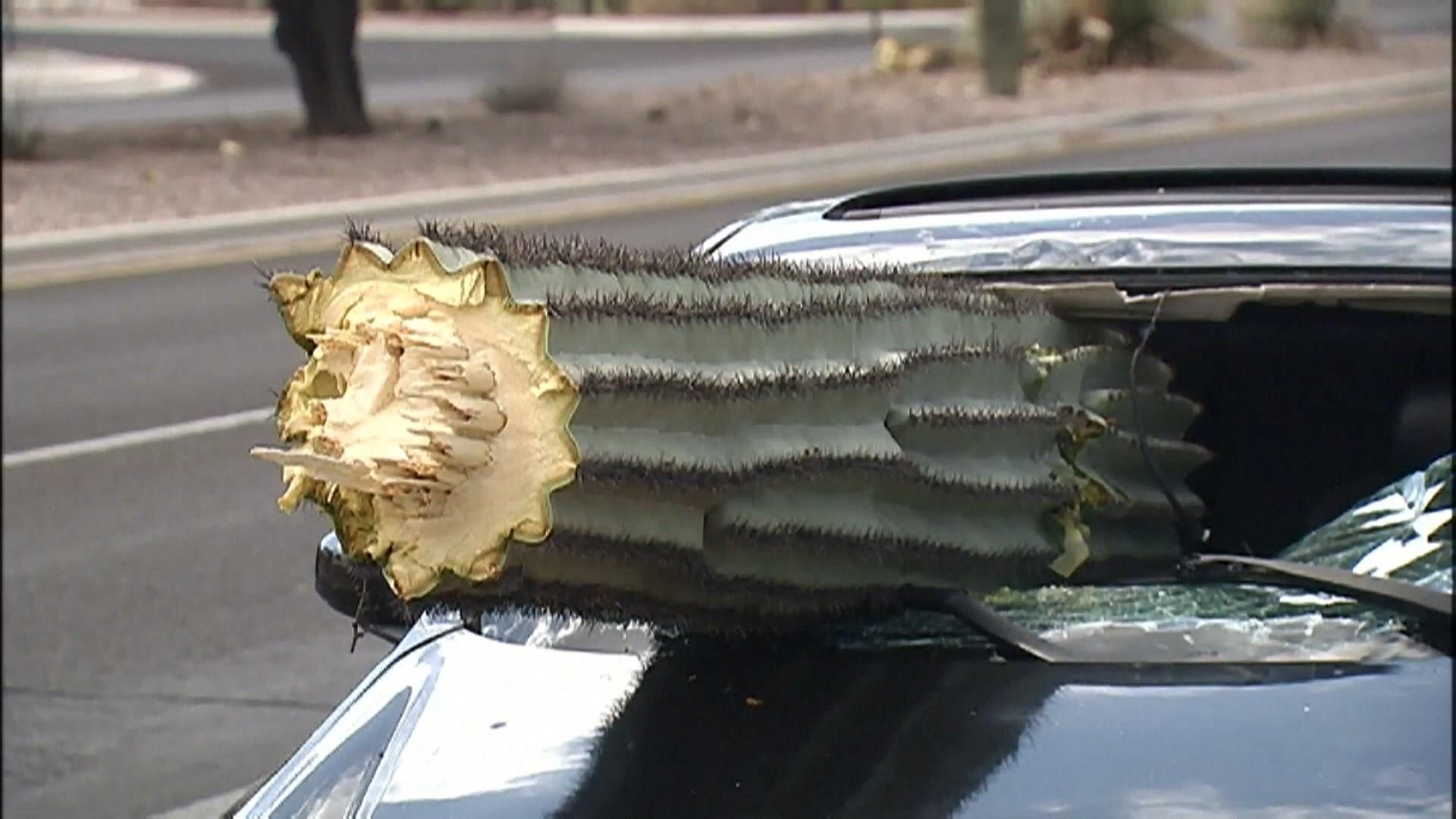  Desert Cactus University of Louisiana Lafayette Car
