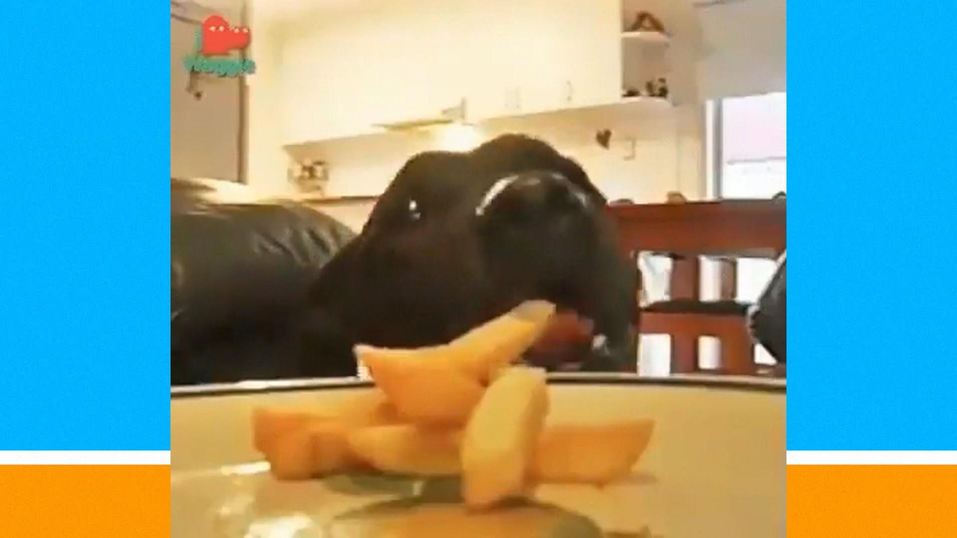 Is It Ok For Dogs To Eat French Fries