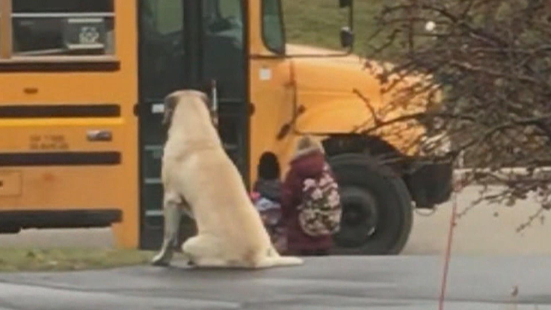 Meet the dog who went viral at Safeco Field