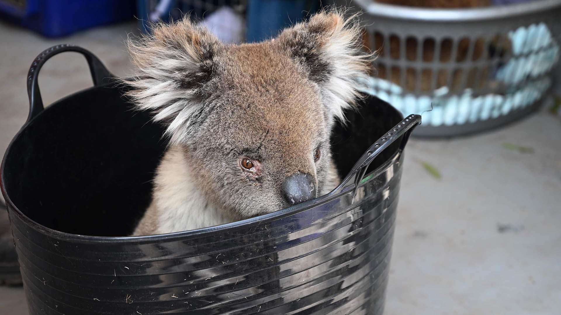 Пожары в Австралии коалы и кенгуру
