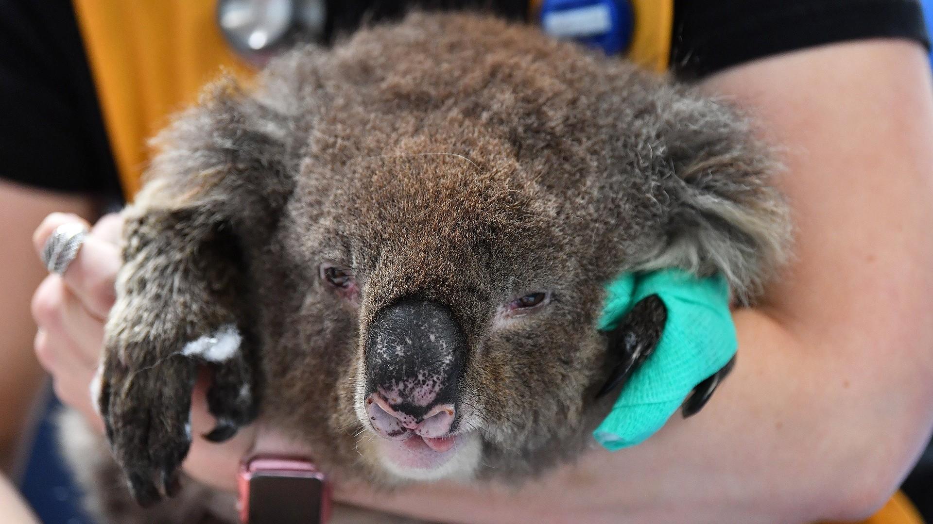 B2s koala