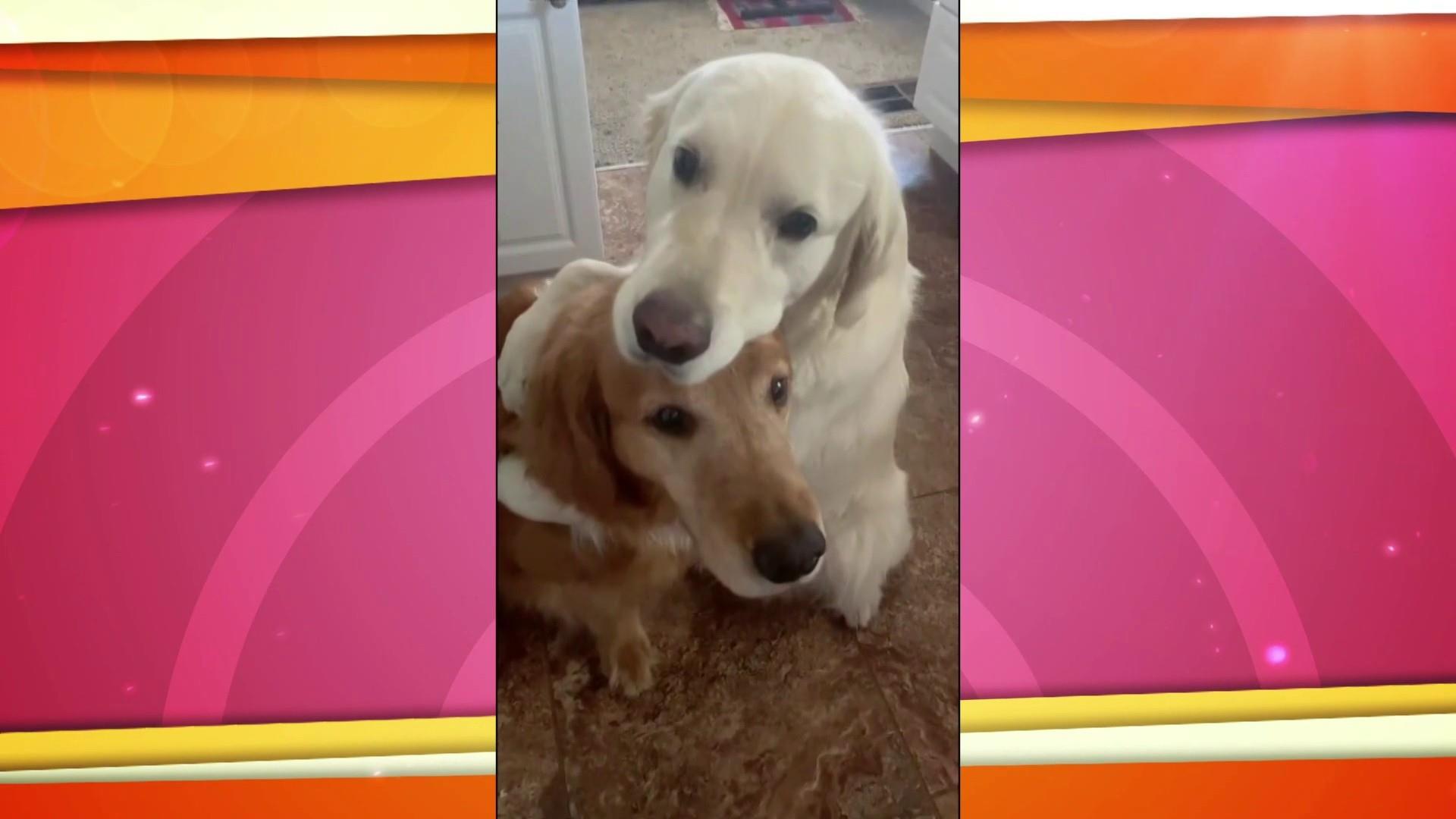 Sometimes I forget how to stand too…#doggy #golden #dogbath #bathtime , hank golden retriever