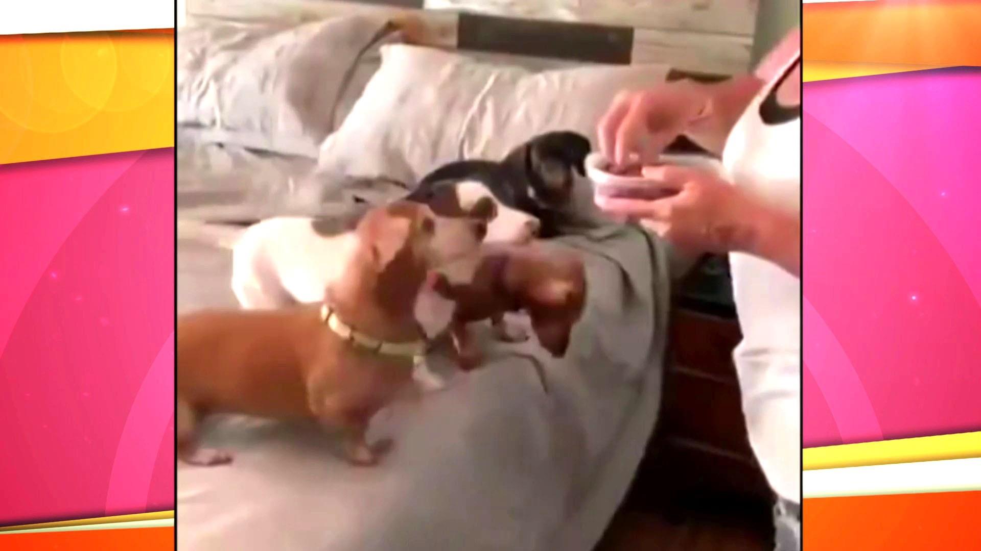 dog video with treats