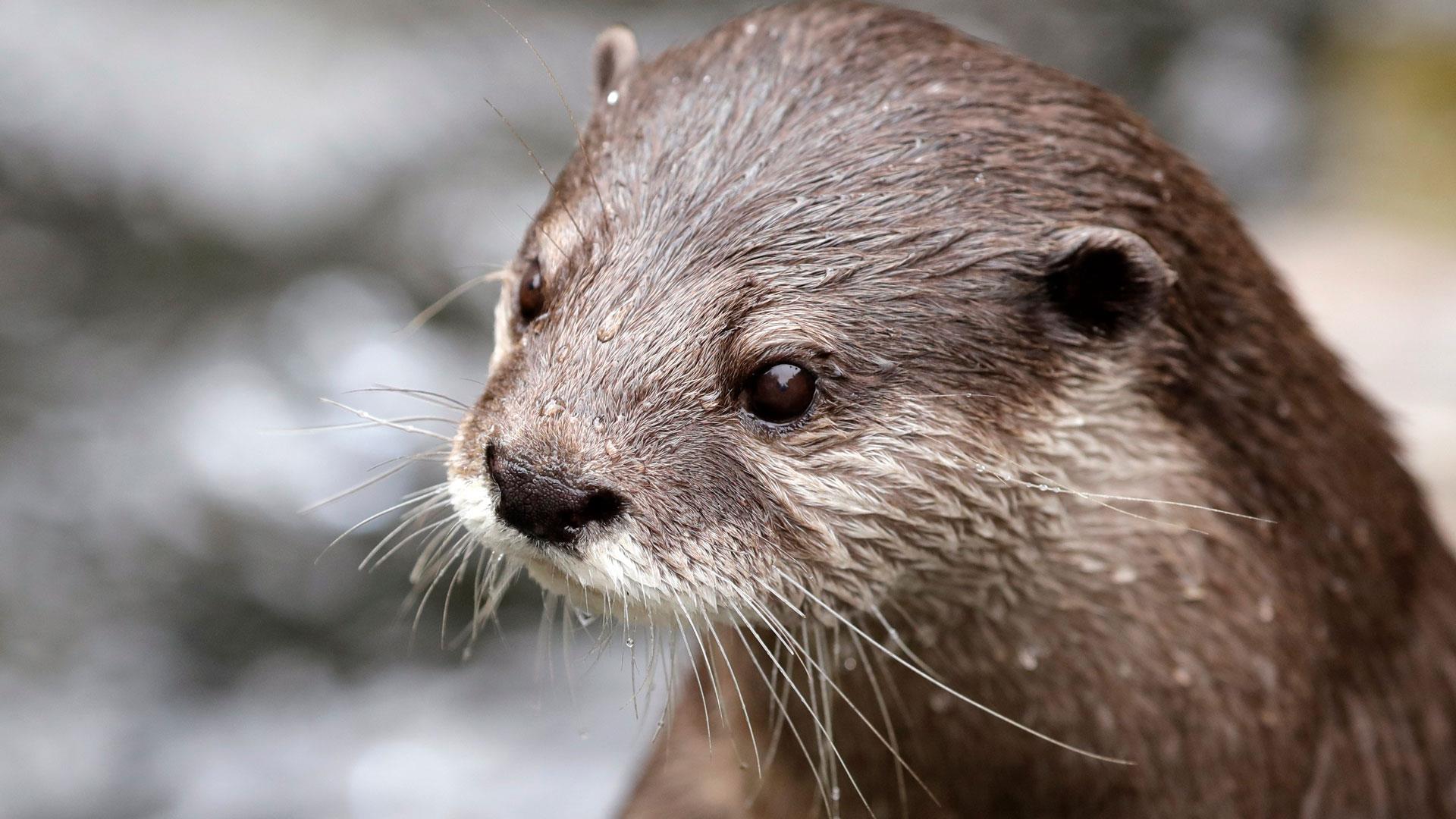 выдра видео. кавказская выдра. выдра речная. лутра выдра. выдра речная.