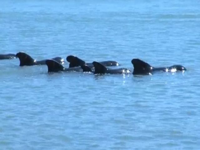 Rescuers Race to Save Dozens of Beached Whales