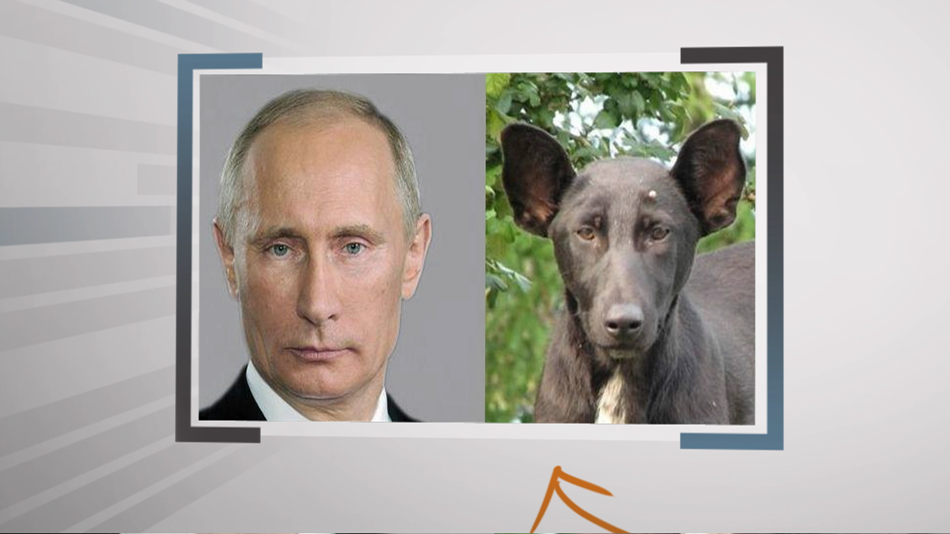 Собака похожая на Путина