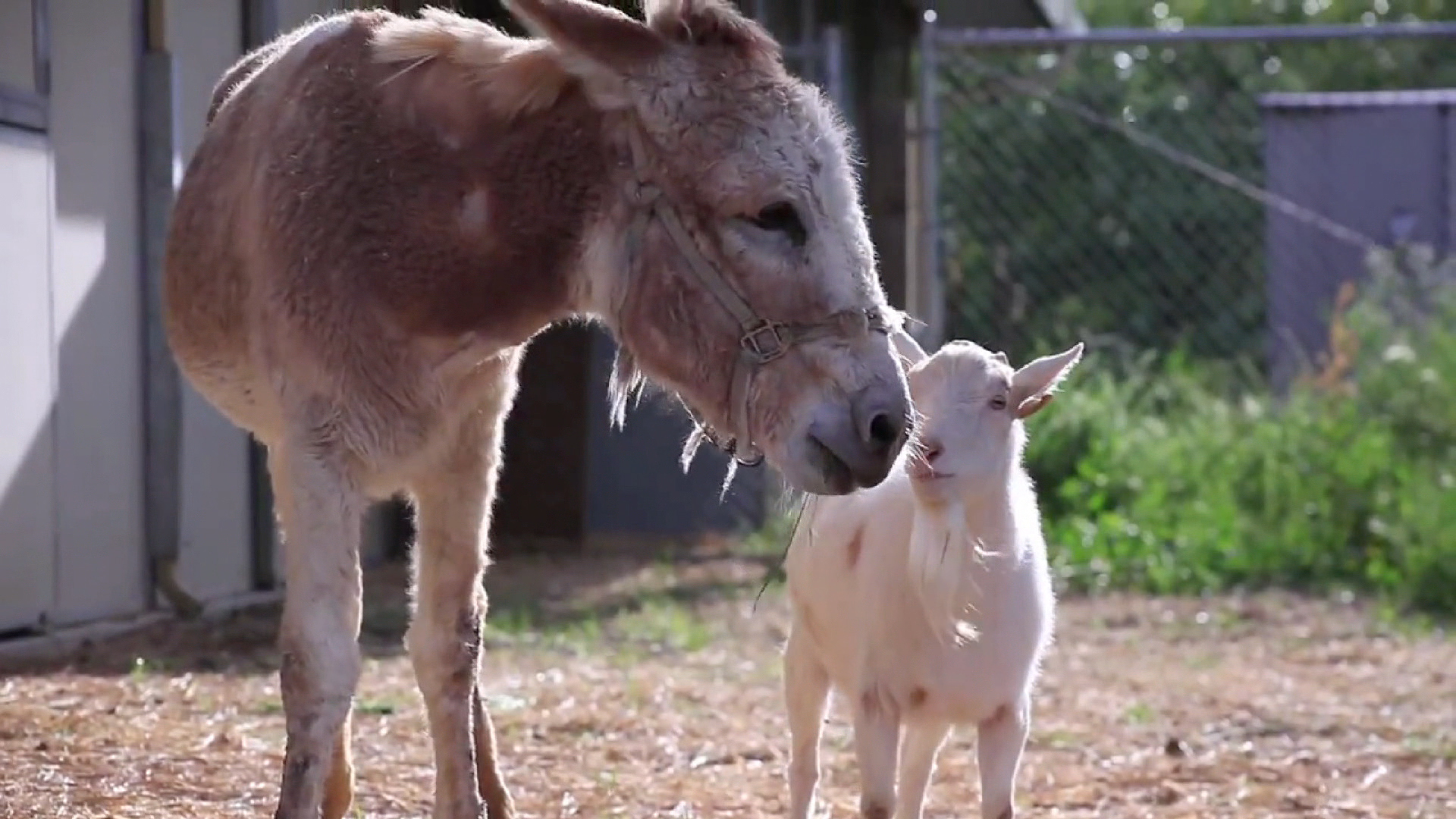 Animal place. Уши осла. Умный козлик. Коза в магии. Поцелуй с ослом.