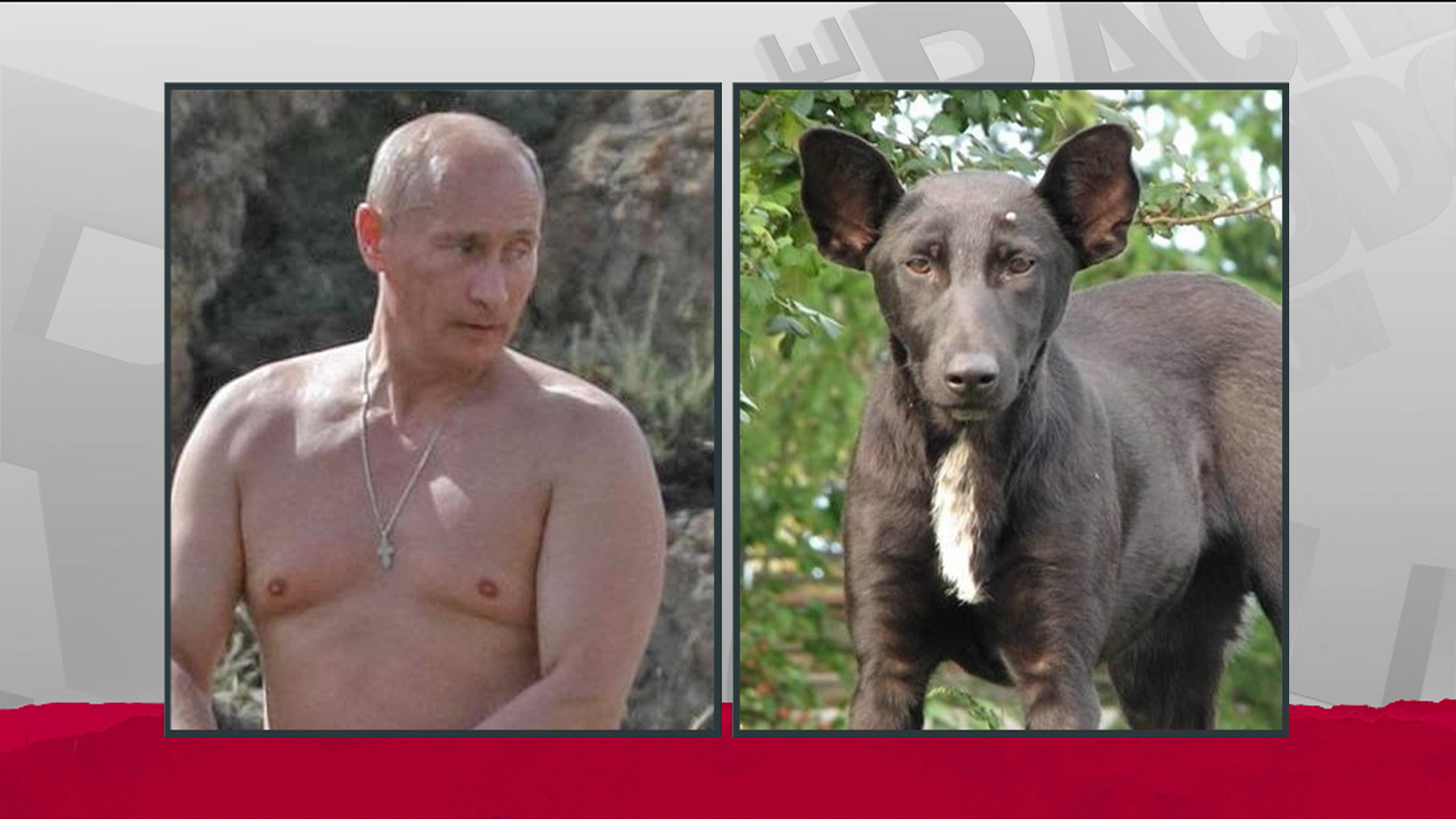 Животные с лицом Путина