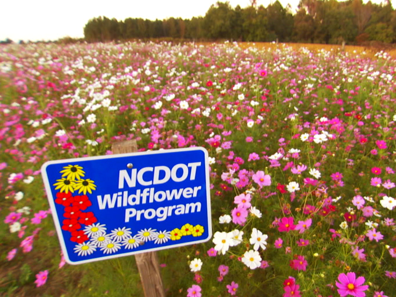 NCDOT: Wildflower Program