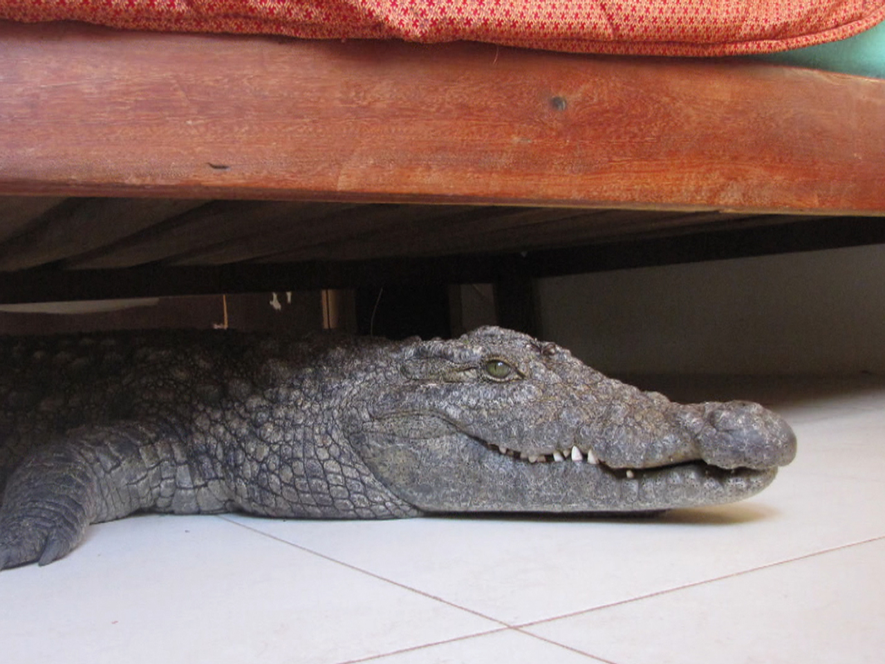 Домашний крокодил на кровати