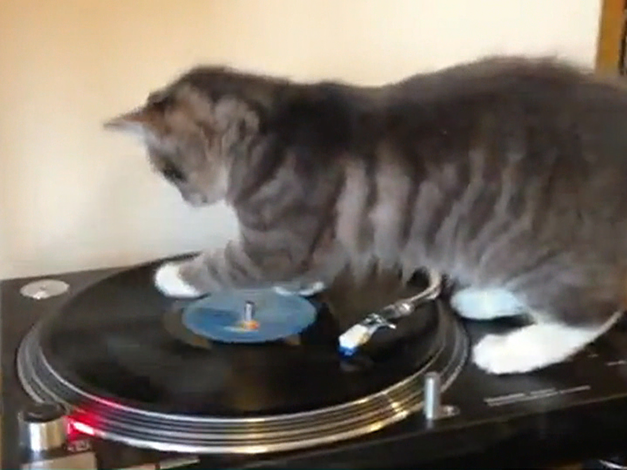 Включи ролики про кота. Котенок диджей. Cat DJ gif.